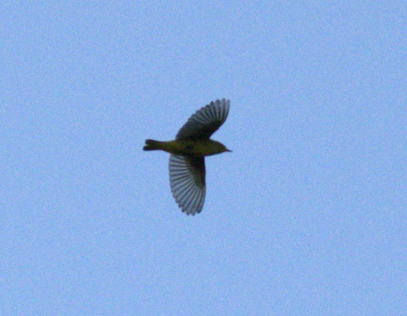 Yellow Warbler (Northern) - ML268420681