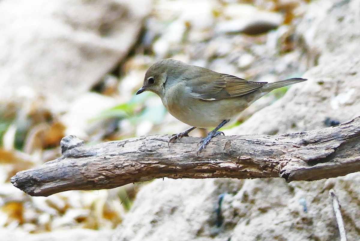 Garden Warbler - ML268421581