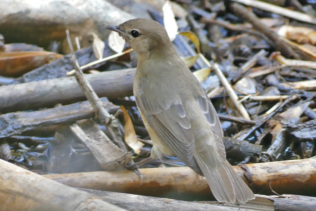 Garden Warbler - ML268421621