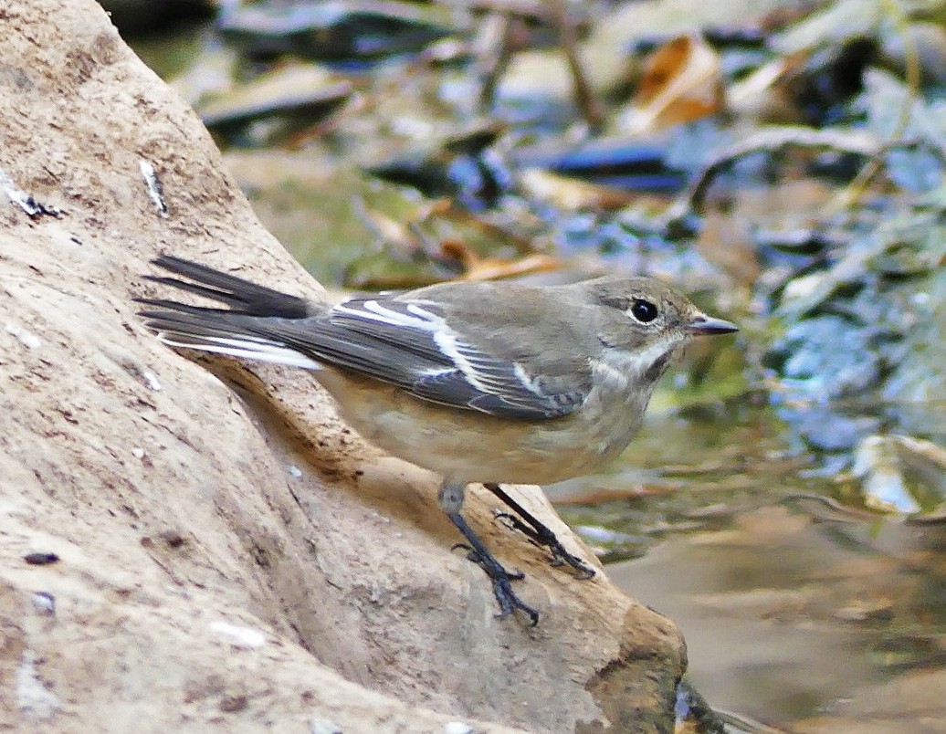 European Pied Flycatcher - ML268421651