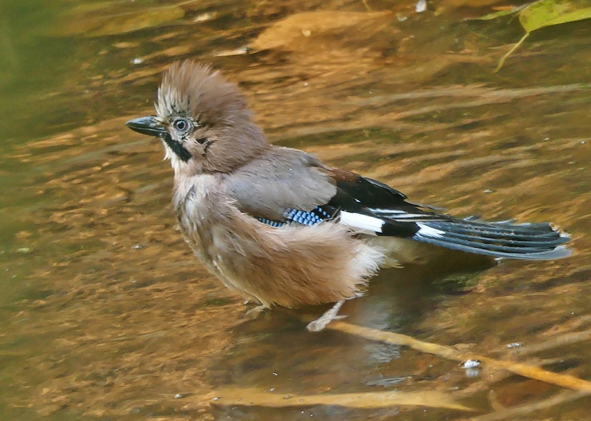 Eurasian Jay - ML268421841