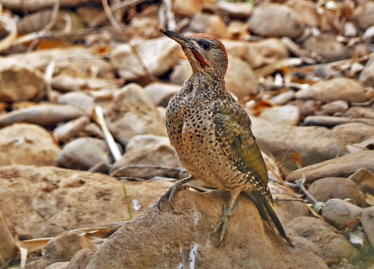 Iberian Green Woodpecker - ML268421911