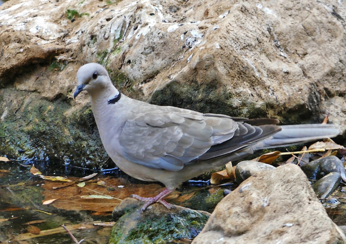 Eurasian Collared-Dove - ML268422721