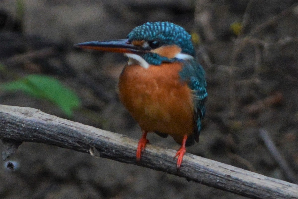 Common Kingfisher - ML26842391