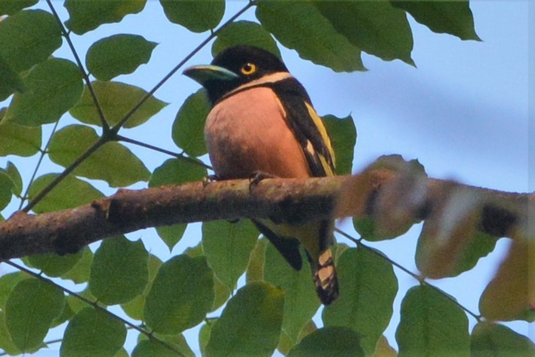 Black-and-yellow Broadbill - ML26842421