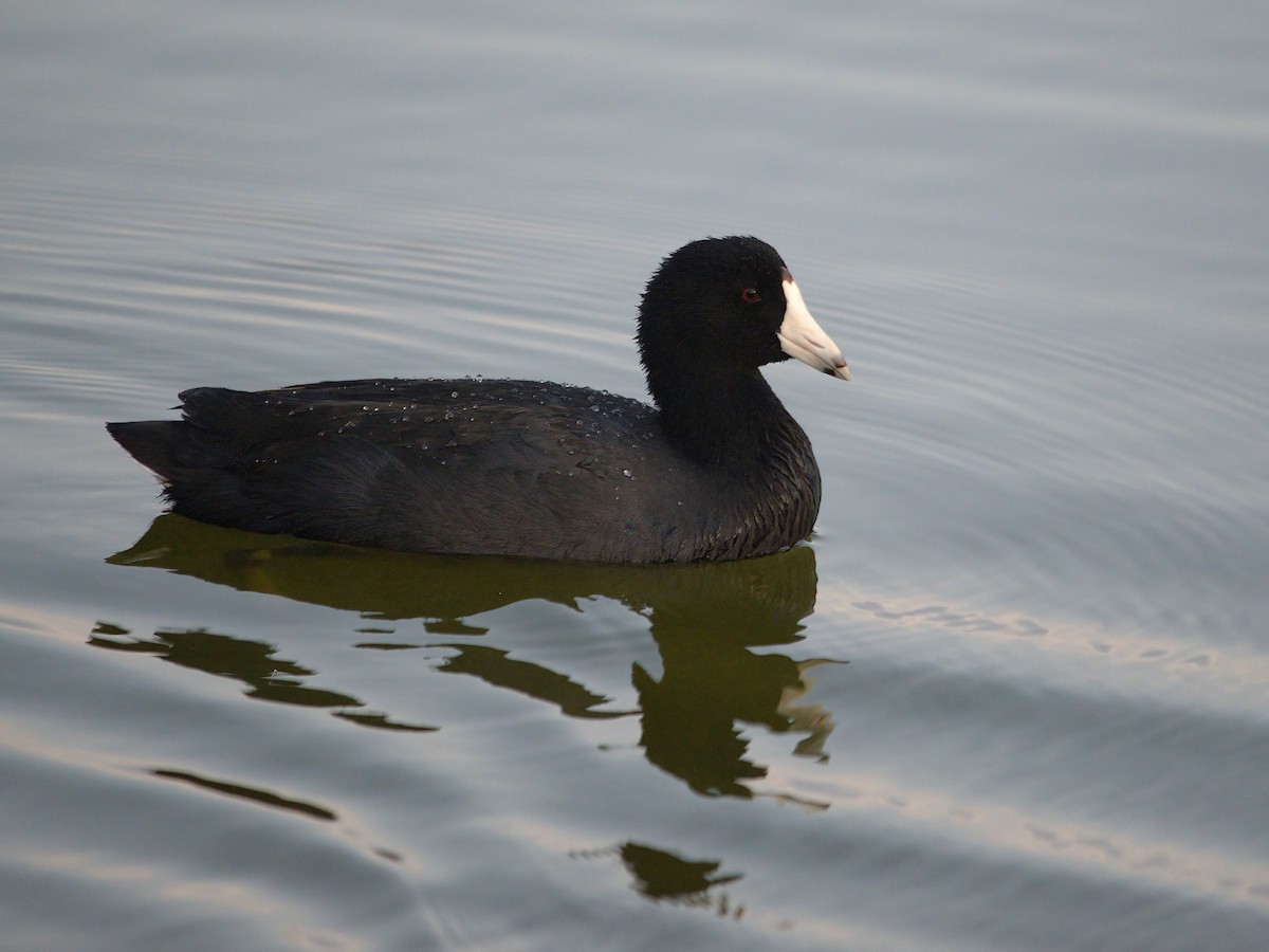 American Coot - ML268424831