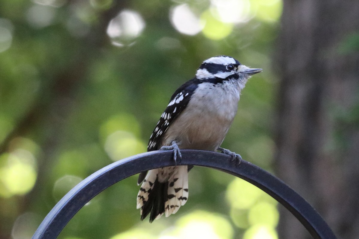 Downy Woodpecker - ML268425081