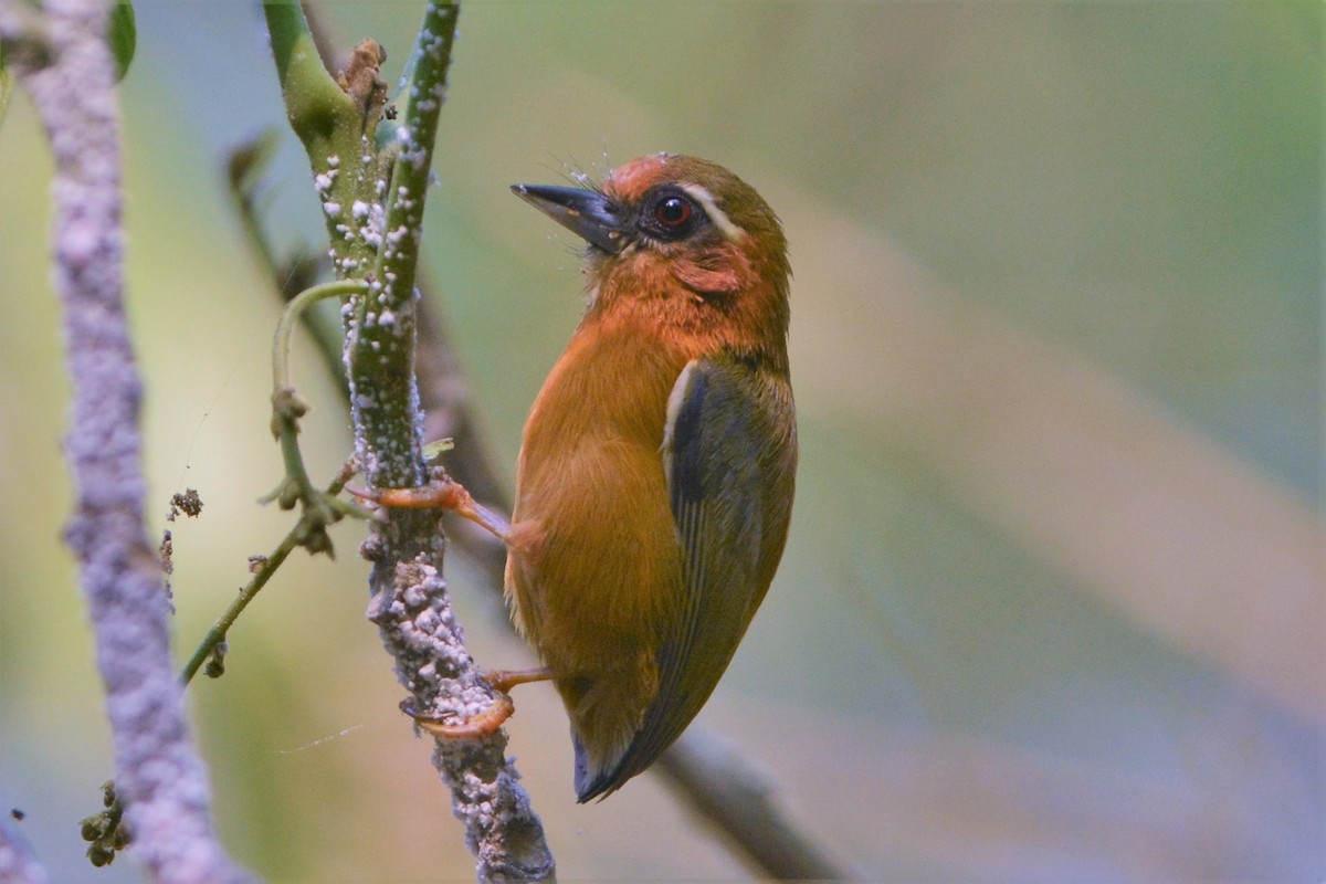 White-browed Piculet - David Hollie