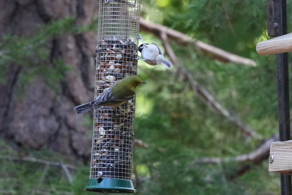 Pine Warbler - ML268425271