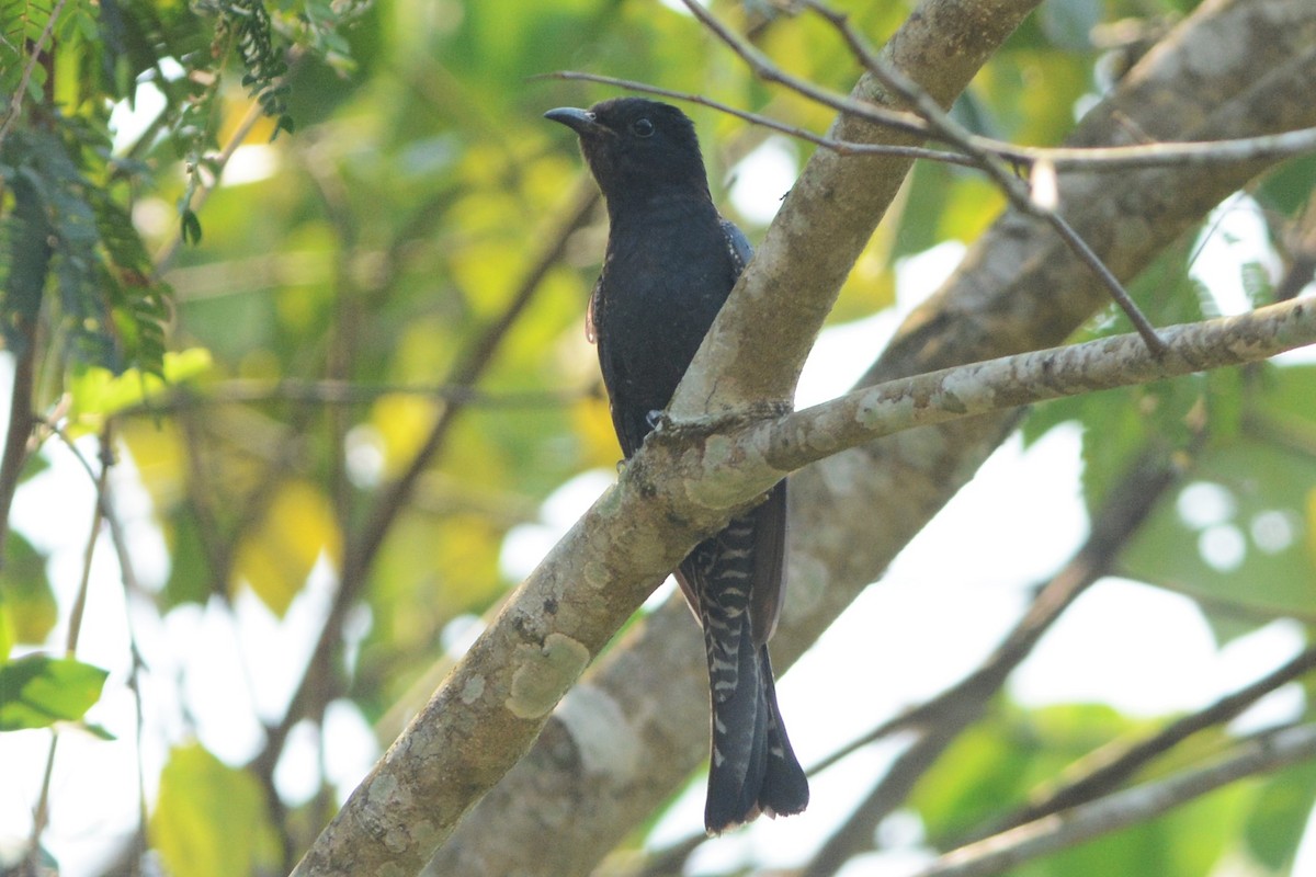 Square-tailed Drongo-Cuckoo - ML26842581