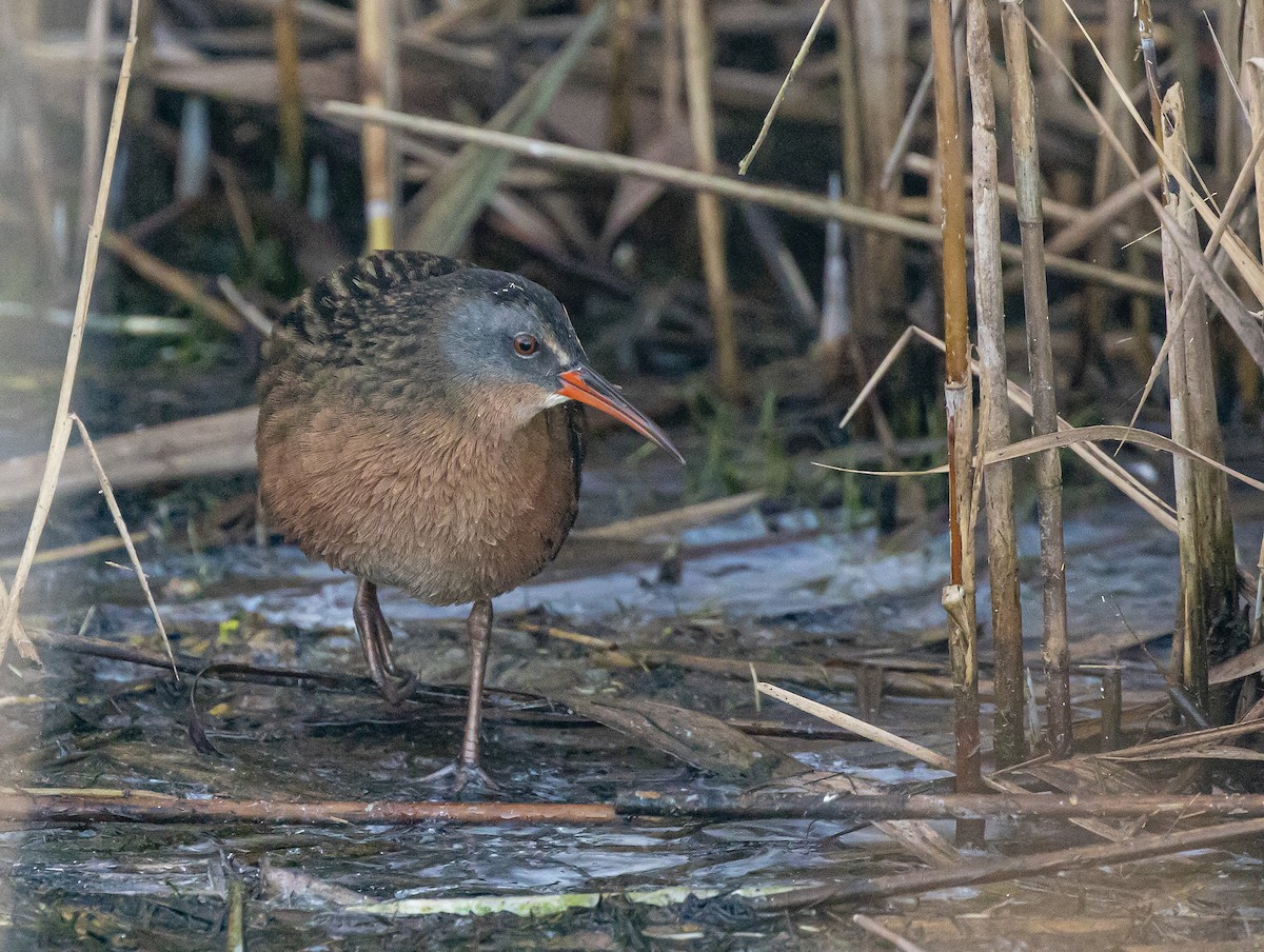 Virginia Rail (Virginia) - ML268426381