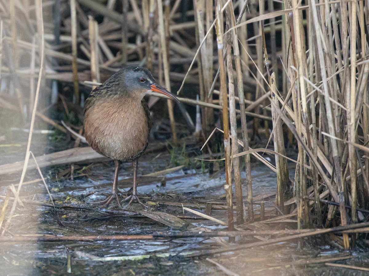 Virginia Rail (Virginia) - ML268426391