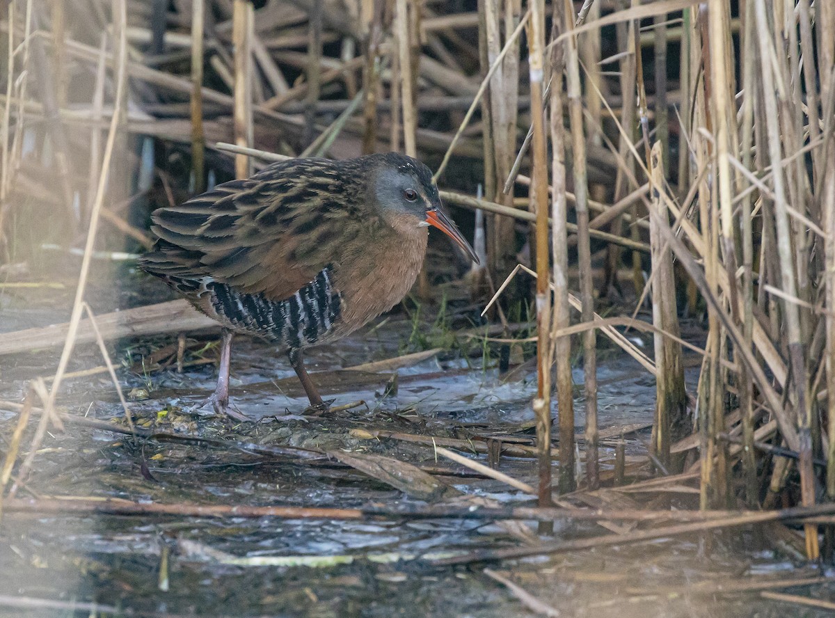 Virginia Rail (Virginia) - ML268426401