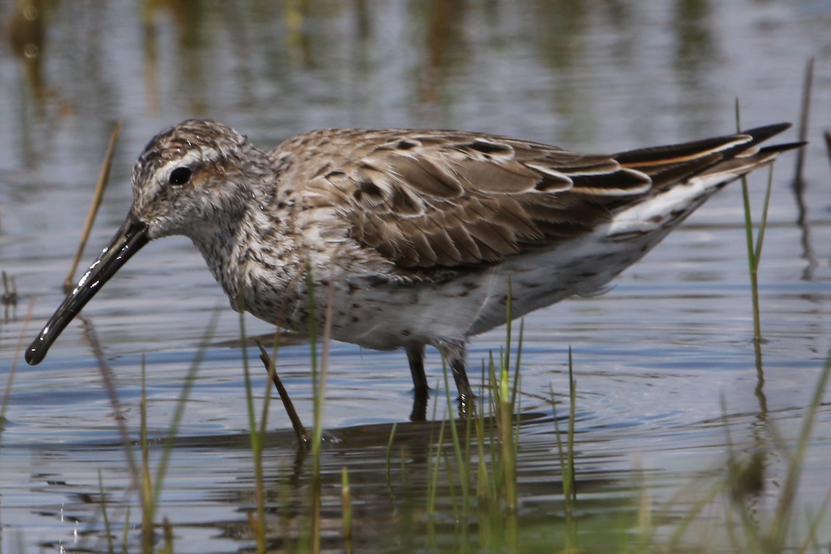 Stilt Sandpiper - Bradley Hacker 🦜