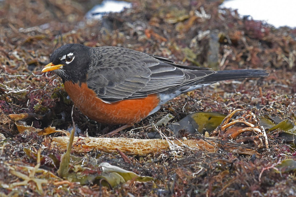 American Robin - ML26842891