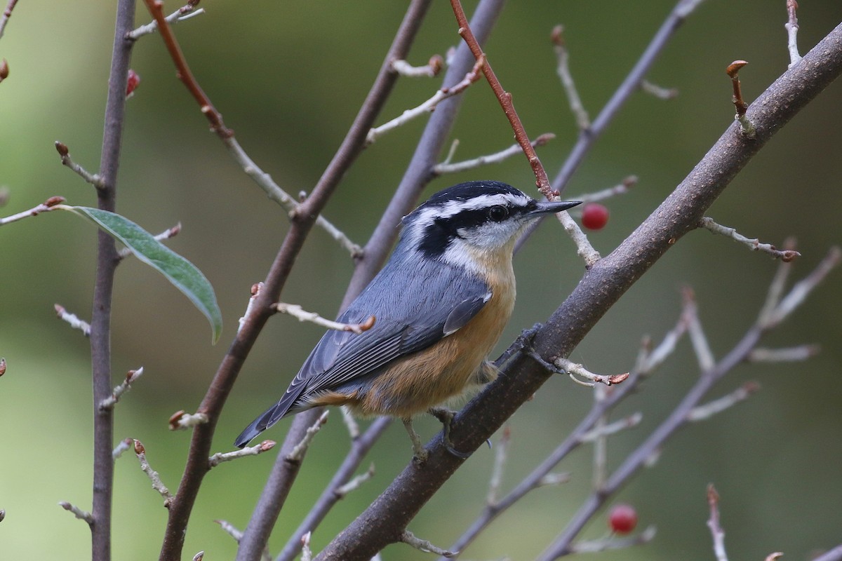 Red-breasted Nuthatch - ML268429301