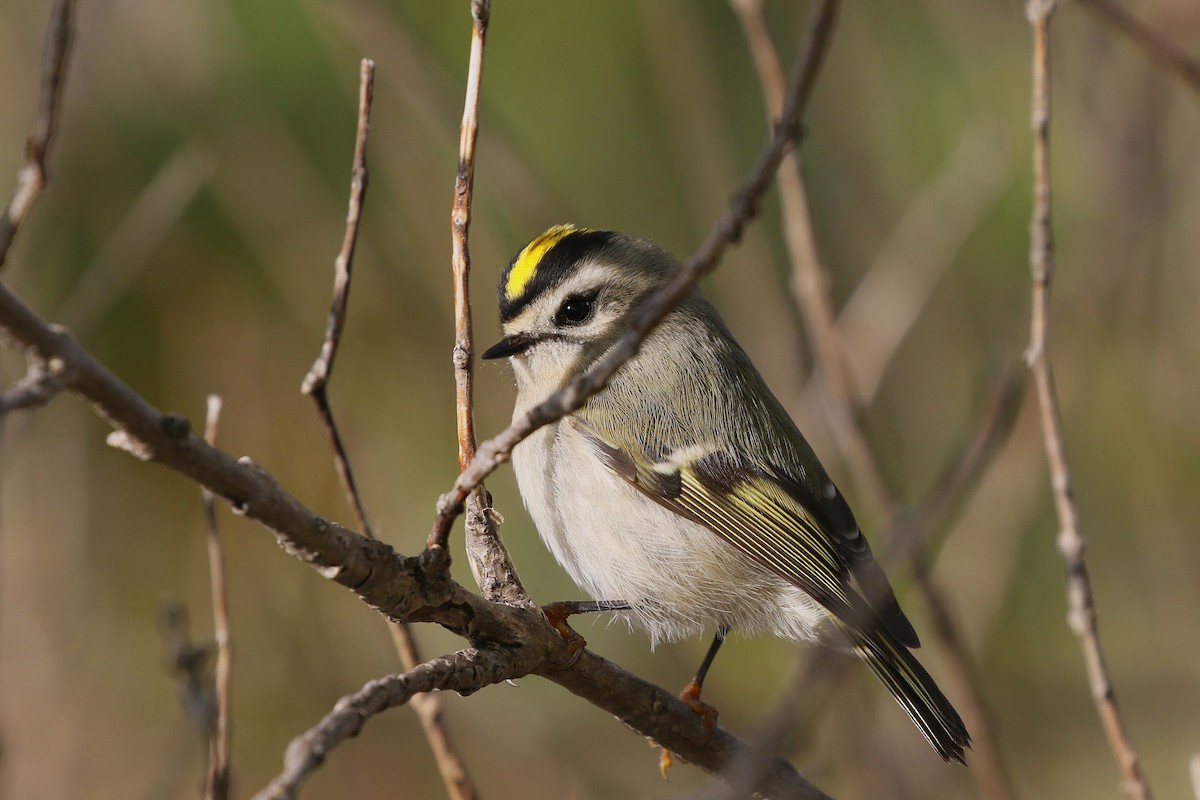 Golden-crowned Kinglet - ML268429601