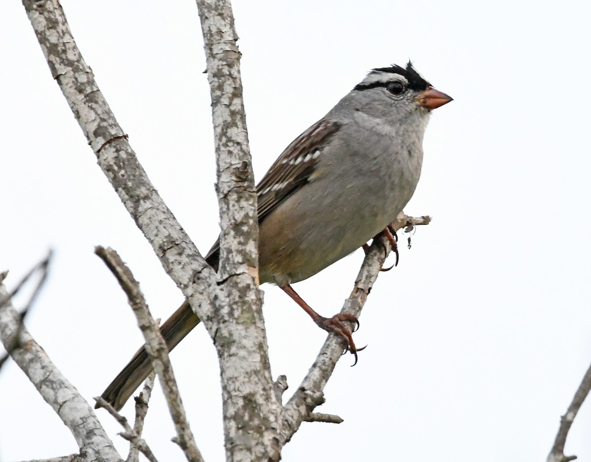 White-crowned Sparrow (oriantha) - Kat Byrd