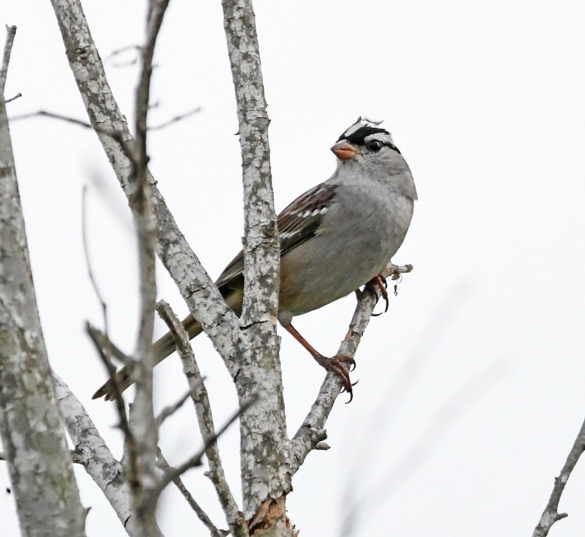 White-crowned Sparrow (oriantha) - ML268429721
