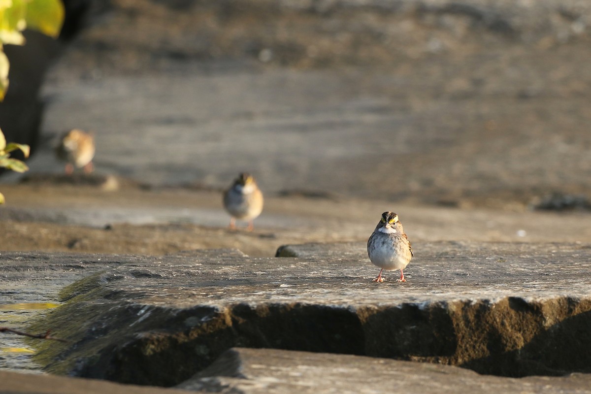 White-throated Sparrow - Jelmer Poelstra