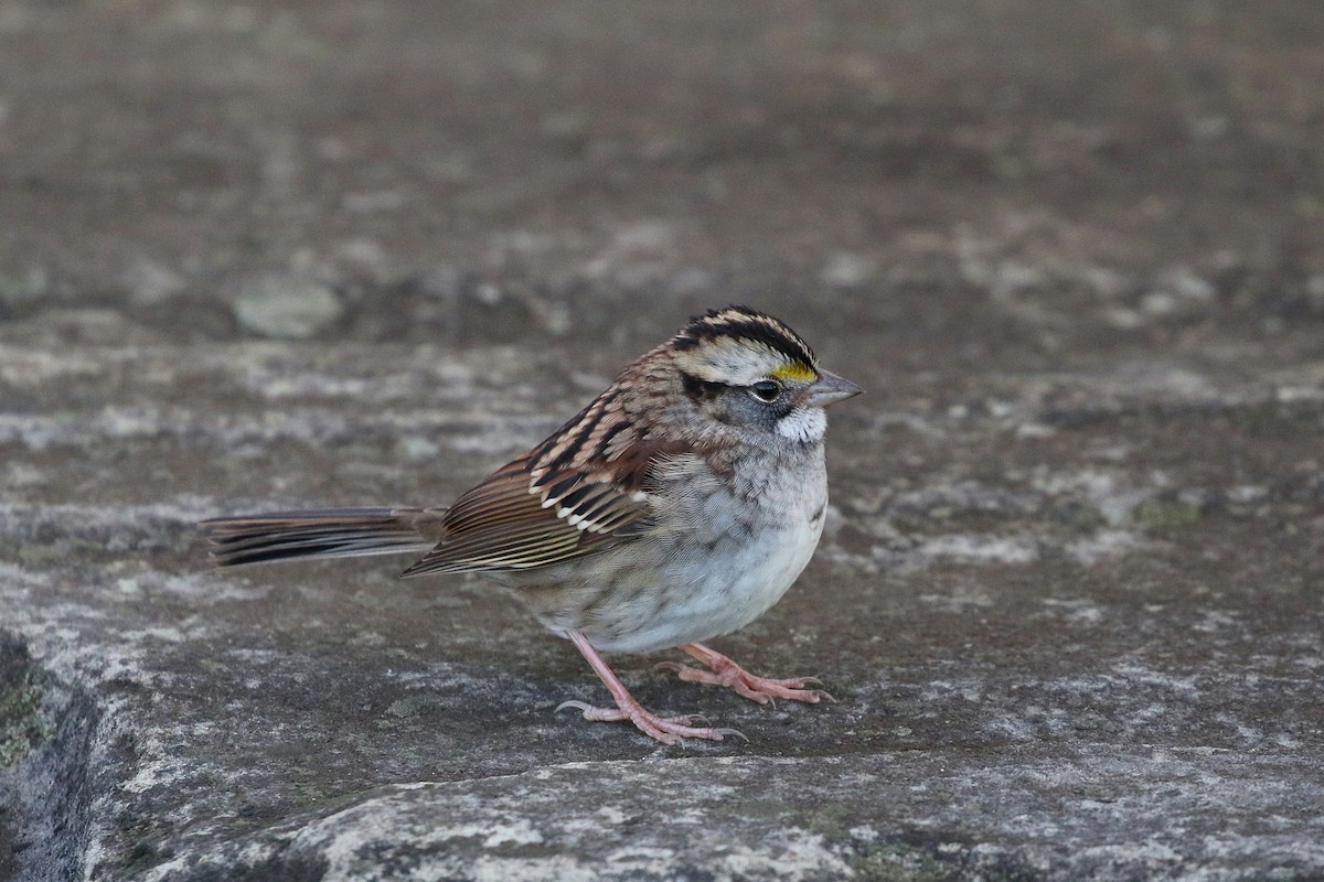 White-throated Sparrow - Jelmer Poelstra