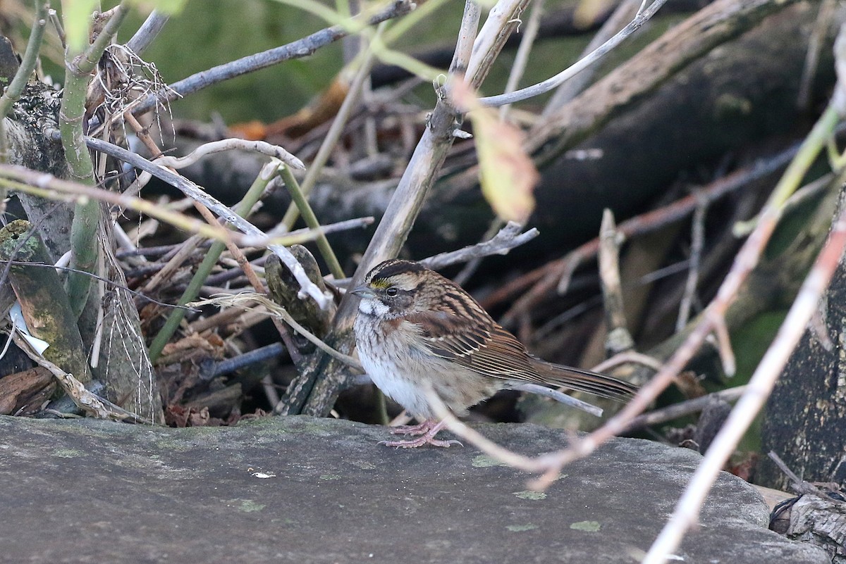 White-throated Sparrow - ML268430771