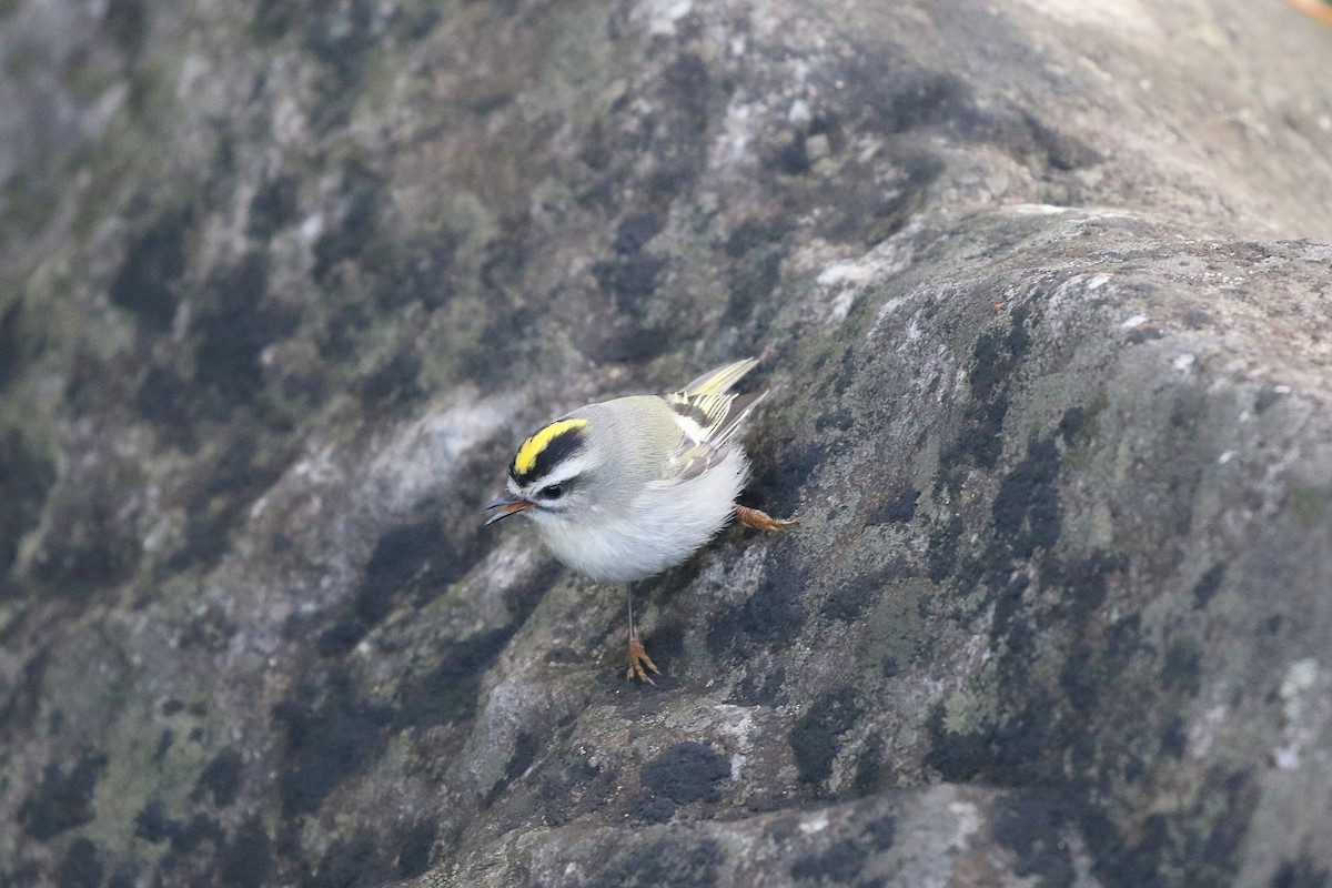 Golden-crowned Kinglet - ML268430851