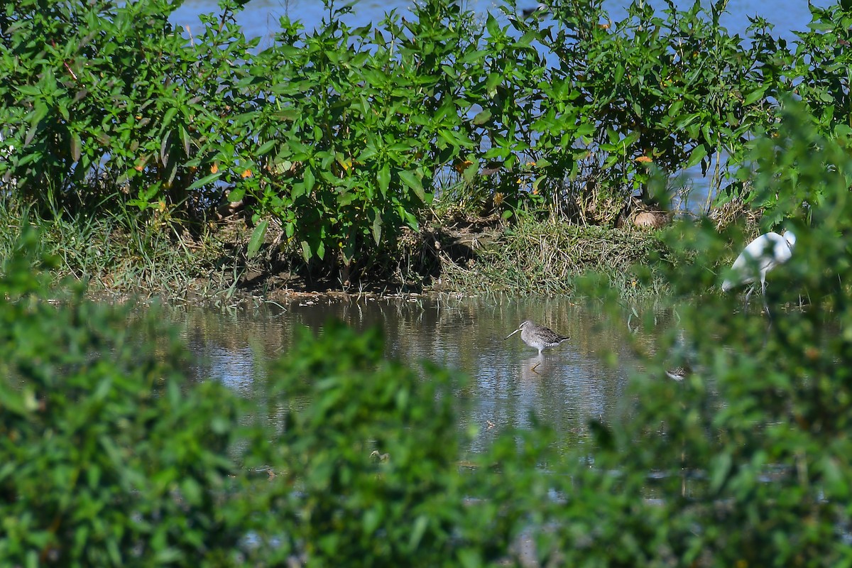 Agujeta Escolopácea - ML268430911