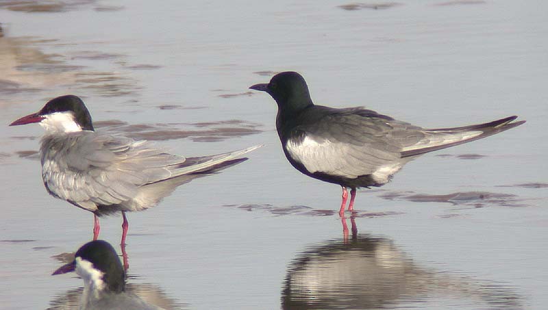 White-winged Tern - ML268433521