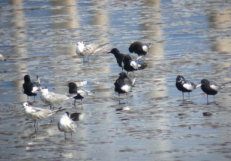 White-winged Tern - ML268433541