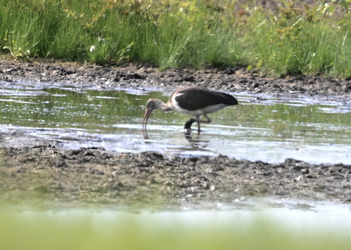 White Ibis - ML268434321