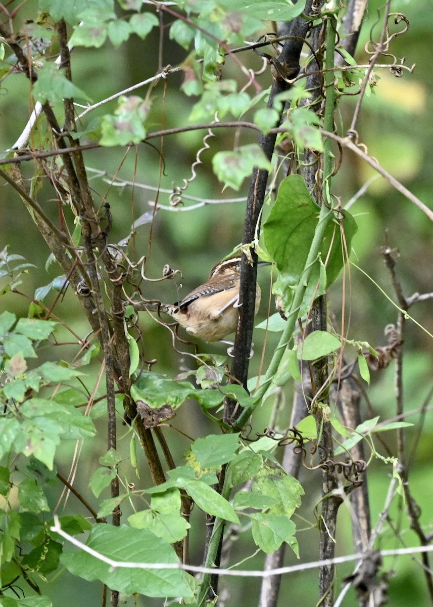 Carolina Wren - ML268435361