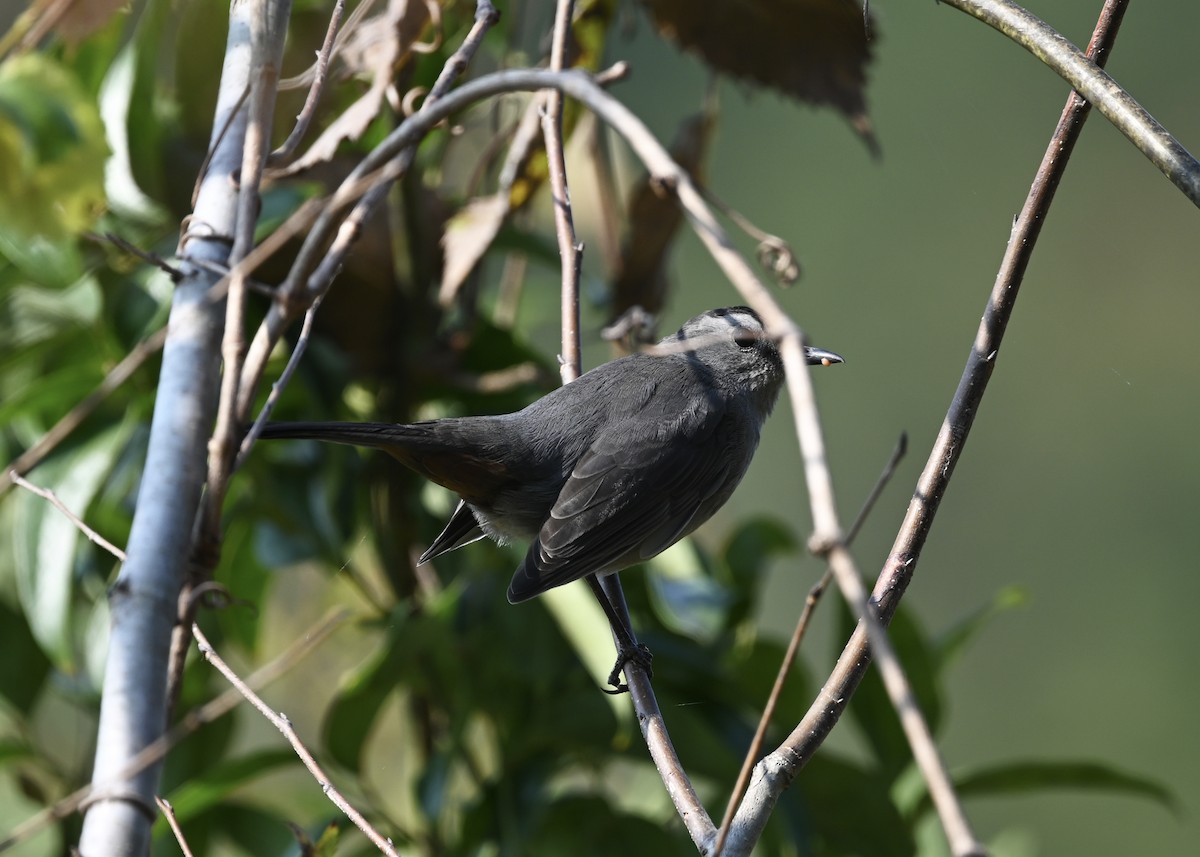 Gray Catbird - ML268435421