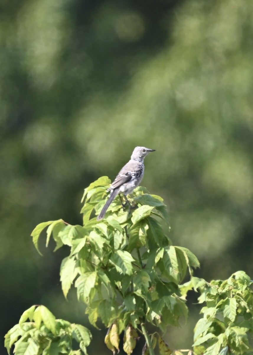 Northern Mockingbird - ML268435701