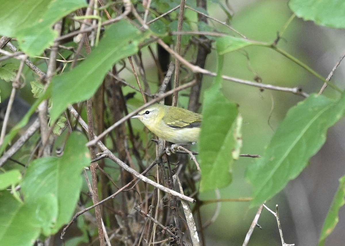 møllparula - ML268435861