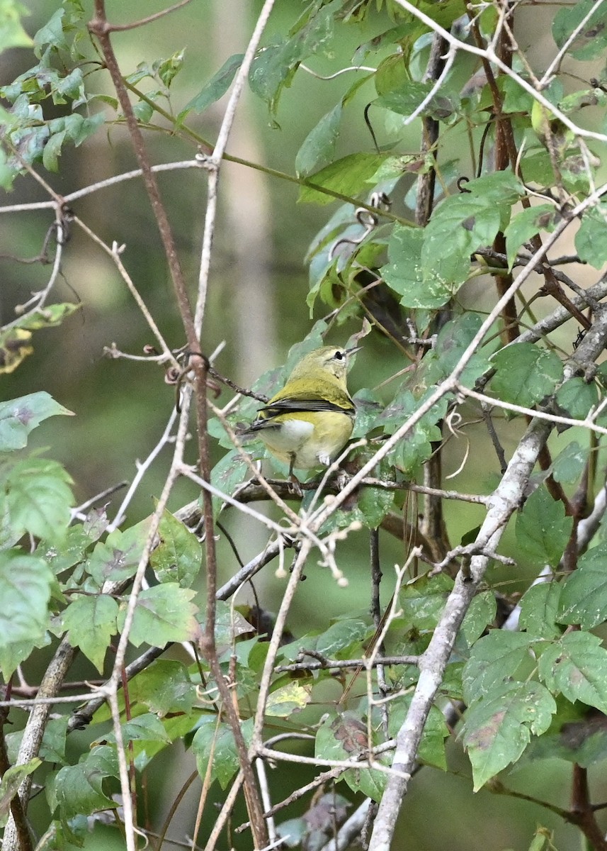 møllparula - ML268435871