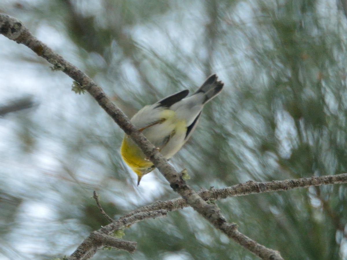 Northern Parula - ML268436161