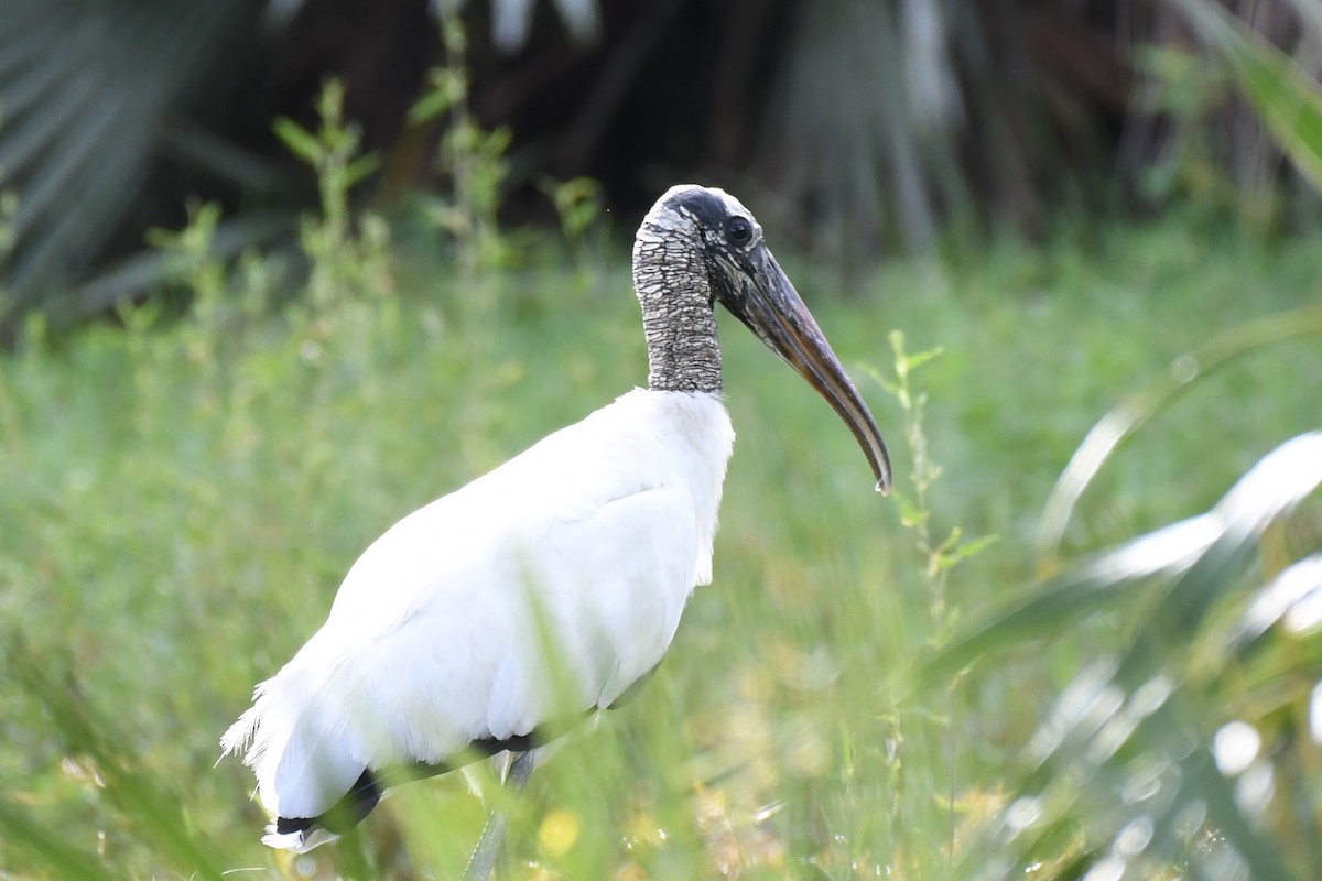 Wood Stork - ML268437291