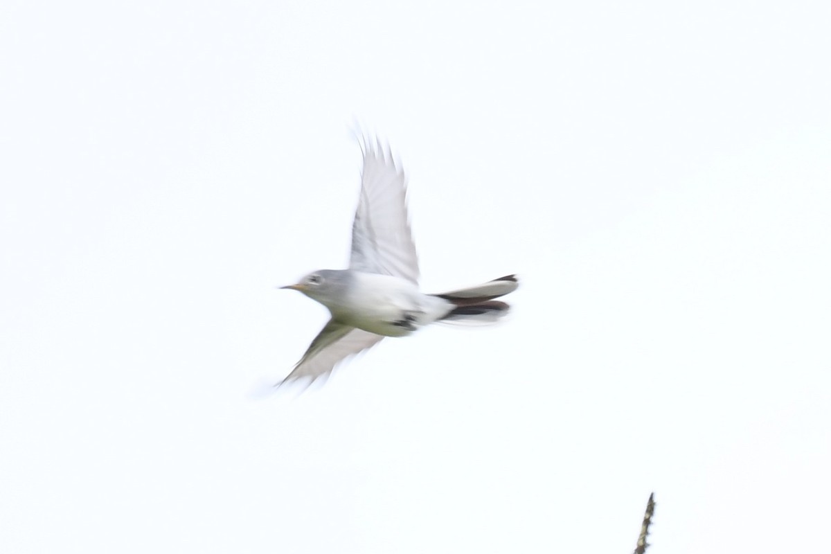 Blue-gray Gnatcatcher - John Wolaver