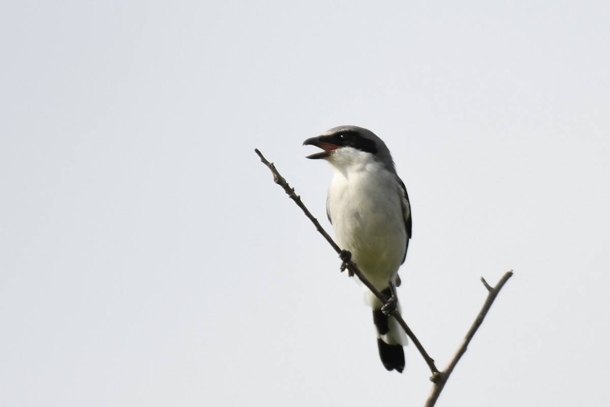 Loggerhead Shrike - ML268437331