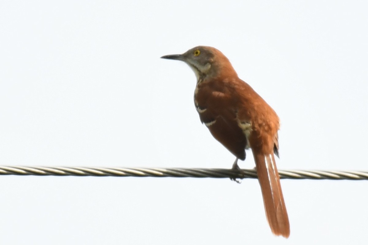 Brown Thrasher - ML268437351