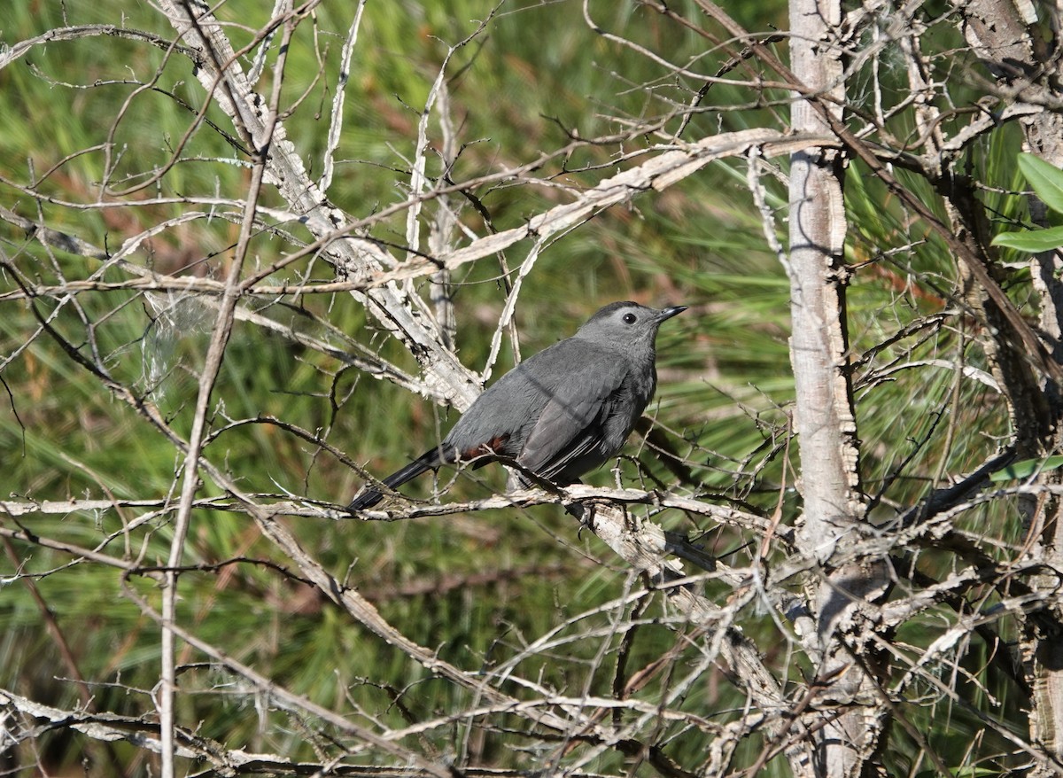 Gray Catbird - ML268440171
