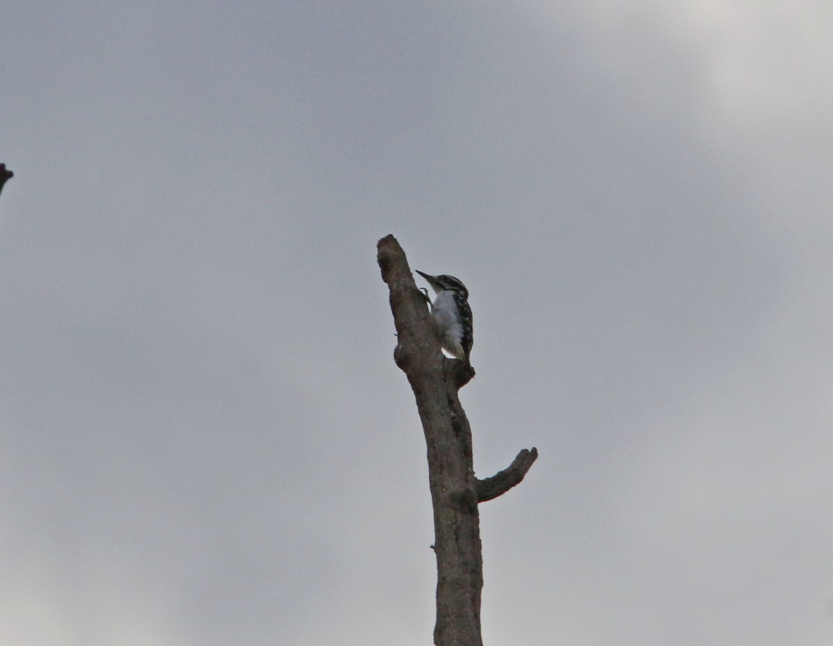 Hairy Woodpecker (Eastern) - Beth Poole