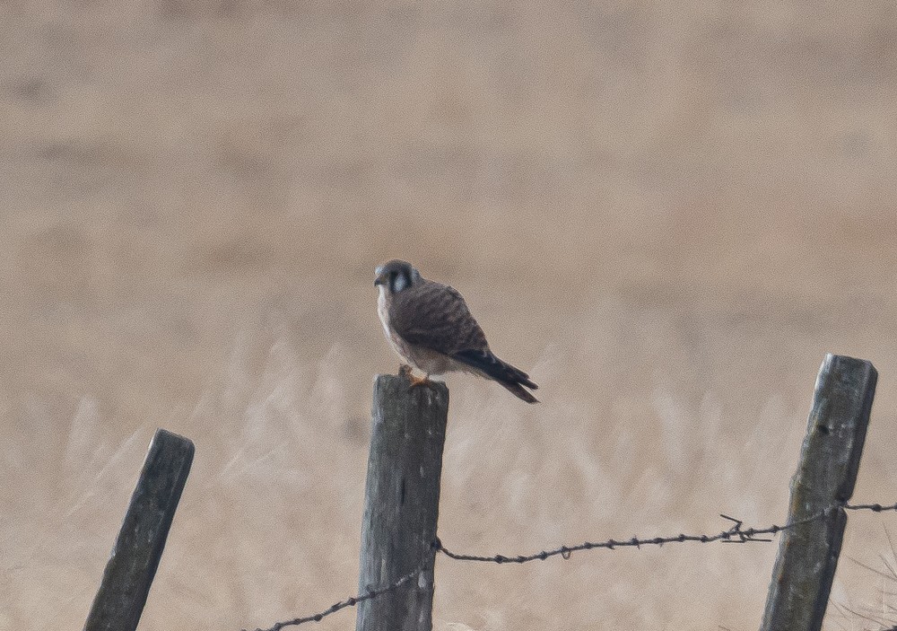 American Kestrel - ML268441601