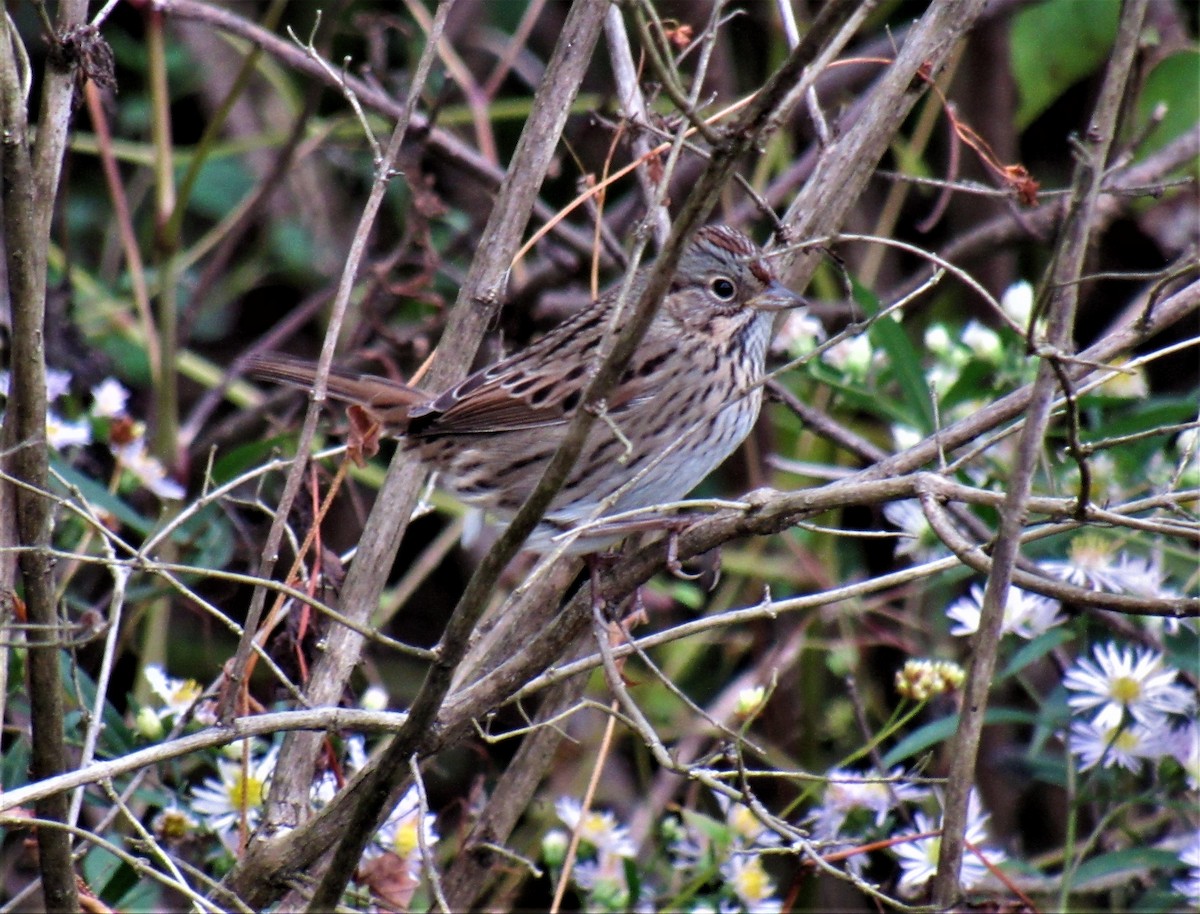 Lincoln's Sparrow - ML268443351