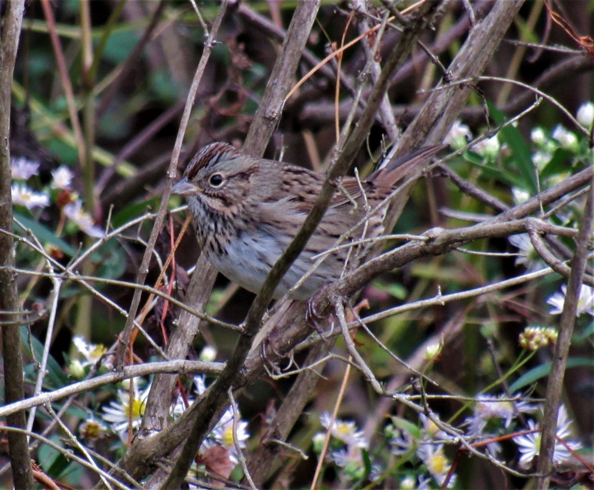 Lincoln's Sparrow - ML268443361