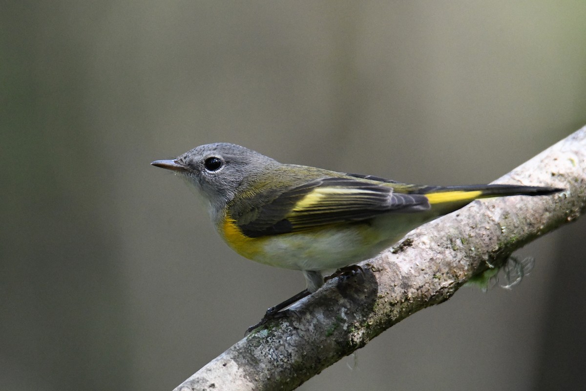 American Redstart - ML268445431