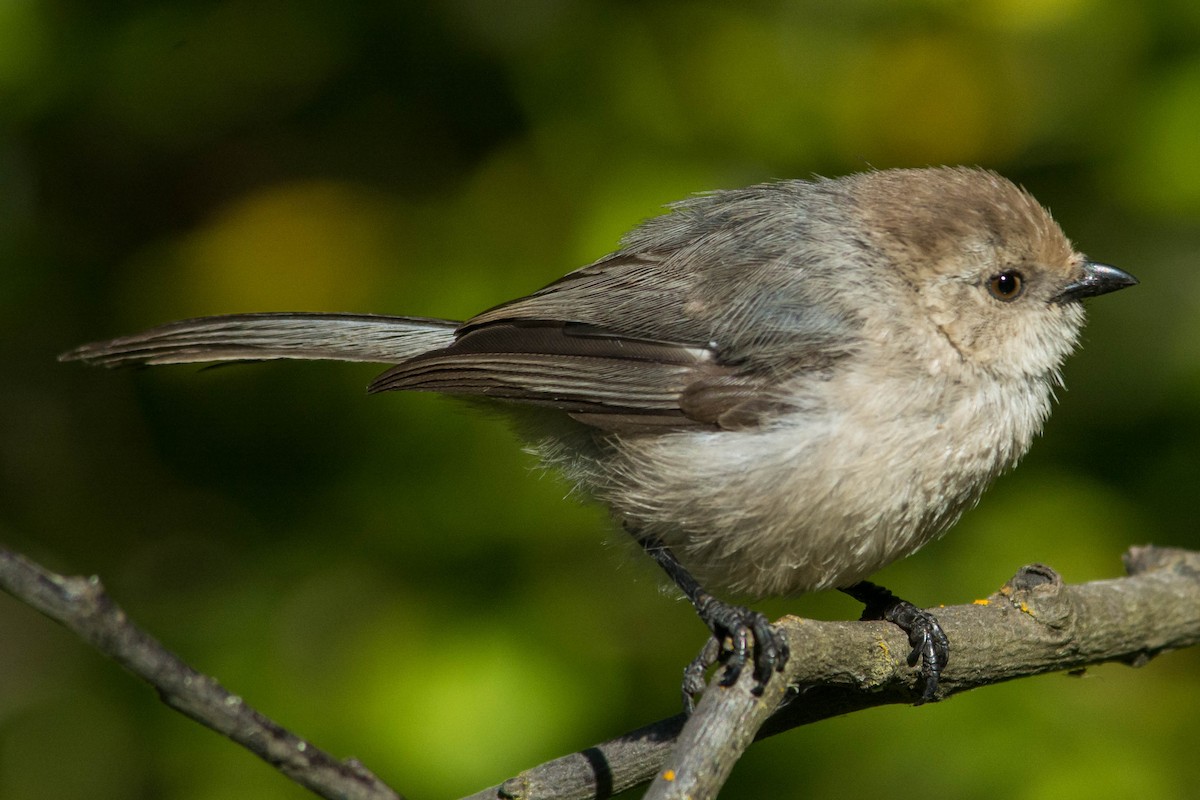 Bushtit - Joshua Little