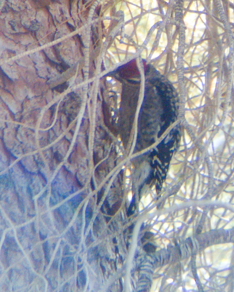 Yellow-bellied Sapsucker - ML268448231