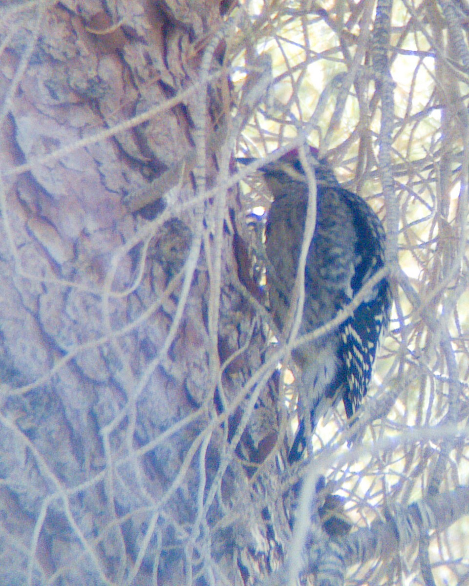 Yellow-bellied Sapsucker - ML268448241